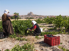 Women collecting grapes on the fields near Uçhisar, Cappadocia - Photo Source: Vinotolia